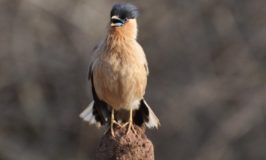 Birds of Bandipur