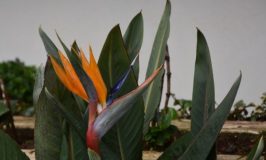 Bird of paradise plant