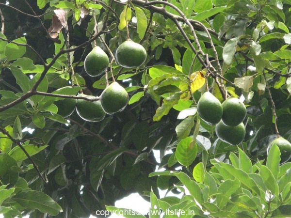 Avocado - Butter Fruit - Benne Hannu - Persea Americana | Itslife.in