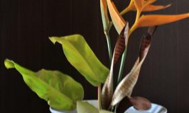 Haliconia flower arrangement