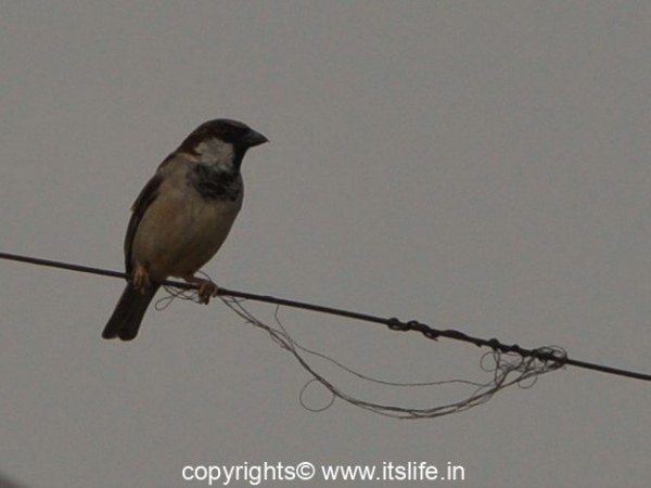 World sparrow day | House Sparrow | Birds | itslife.in