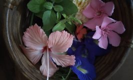 Festival Flowers Jan 2026