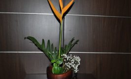 Flower arrangement - Heliconia