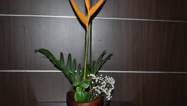 Flower arrangement - Heliconia