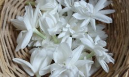 Festival flowers - Jasmine