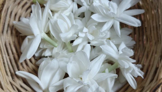 Festival flowers - Jasmine