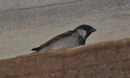 House Sparrow