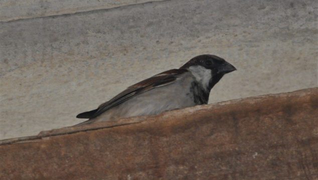 House Sparrow