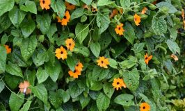 Black-eyed Susan Vine