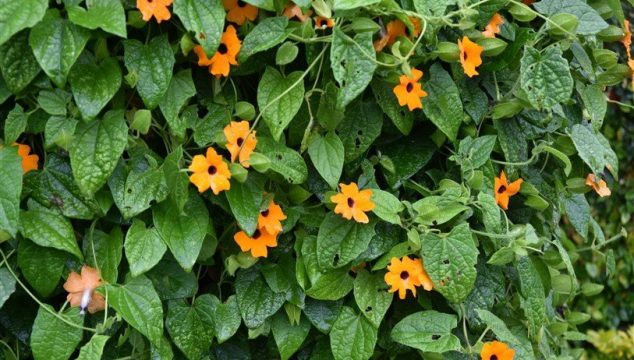 Black-eyed Susan Vine