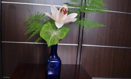 Flower arrangement - Solitaire