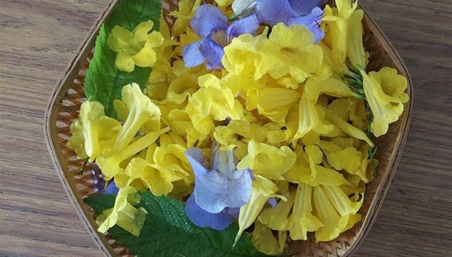 Festival flowers